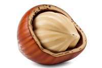 فندوق